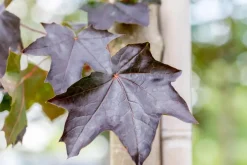 Acer platanoides 'Royal Red' (Noorse esdoorn 'Royal Red')