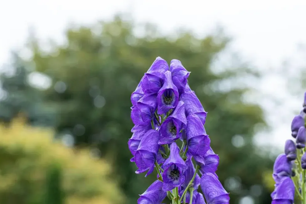 Aconitum carmichaelii 'Arendsii' (Monnikskap)