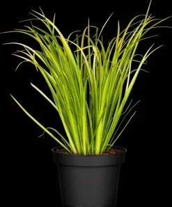 Acorus gramineus 'Ogon' (Kalmoes 'Ogon')