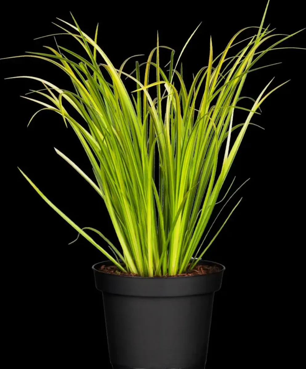 Acorus gramineus 'Ogon' (Kalmoes 'Ogon')