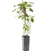 Actinidia arguta 'Weikii' (Mini-kiwi) fruitplant 60cm