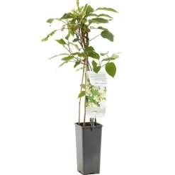 Actinidia arguta 'Weikii' (Mini-kiwi) fruitplant 60cm