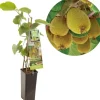 Actinidia chinensis 'Jenny' (Kiwi) fruitplant 60cm
