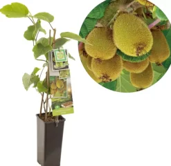 Actinidia chinensis 'Jenny' (Kiwi) fruitplant 60cm