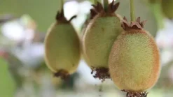 Actinidia chinensis 'Jenny' (Kiwi) fruitplant 60cm