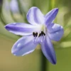 Agapanthus hybride 'Summer Love® Blue' (Afrikaanse Lelie 'Summer Love® Blue')