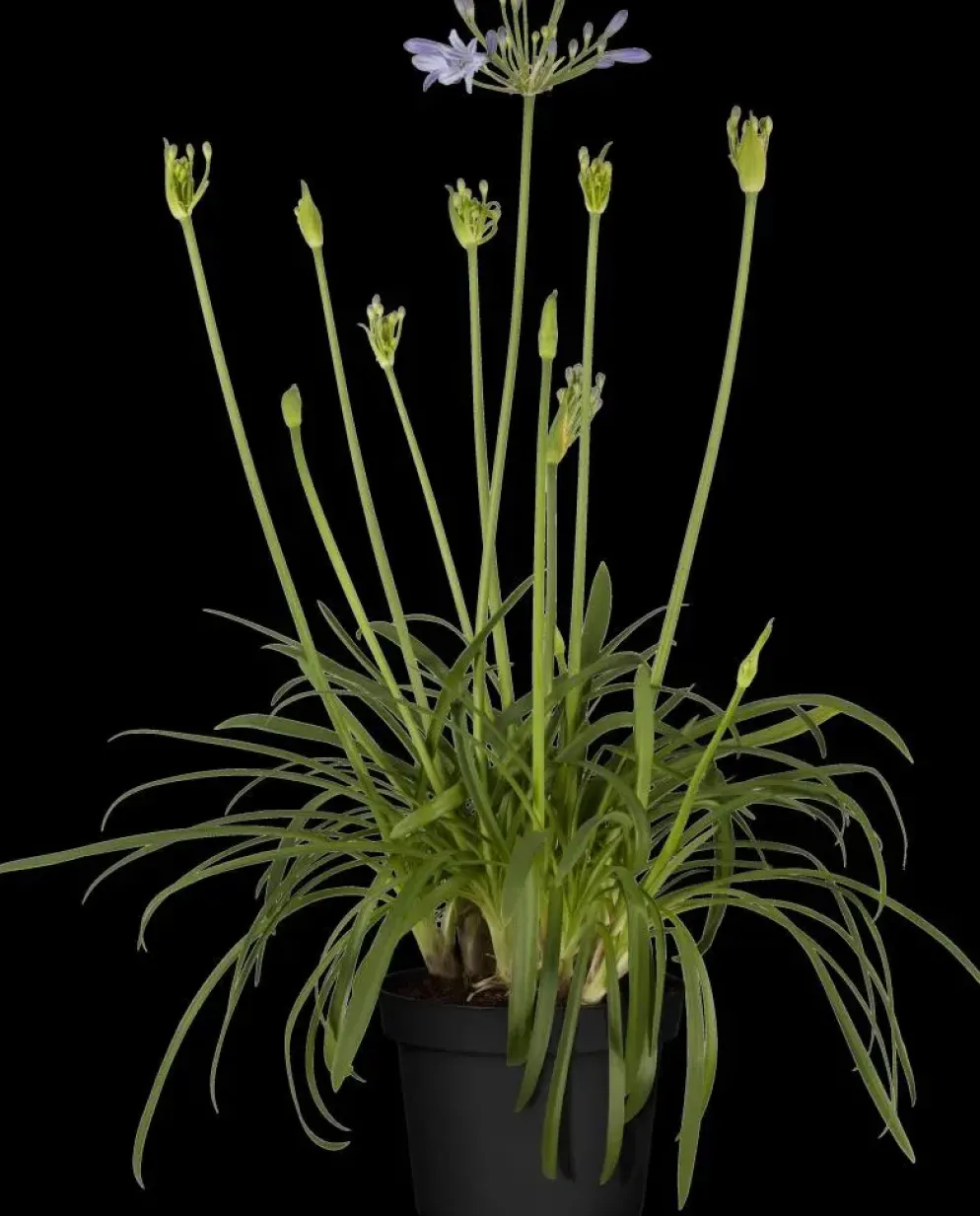 Agapanthus hybride 'Summer Love® Blue' (Afrikaanse Lelie 'Summer Love® Blue')