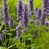 Agastache 'Blue Fortune' (Anijsplant)
