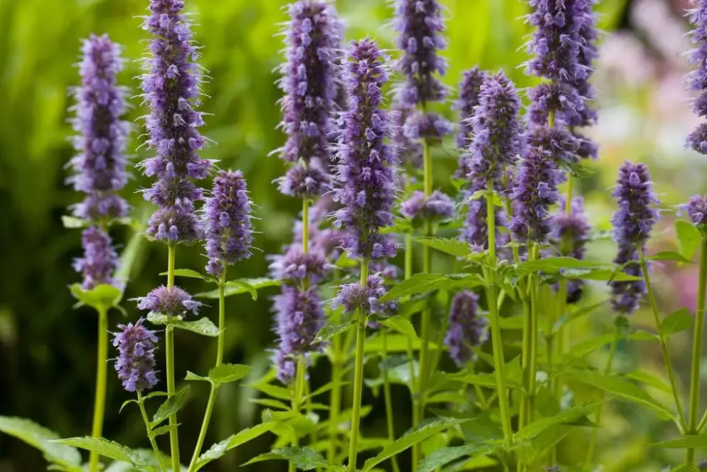 Agastache 'Blue Fortune' (Anijsplant)