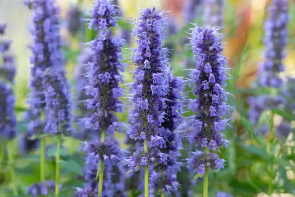 Agastache 'Blue Fortune' (Anijsplant)