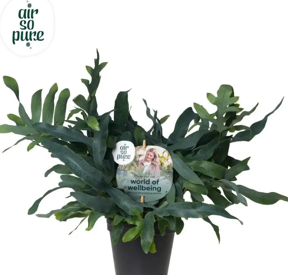 Air So Pure Phlebodium blue star (Blauwvaren) 45 cm