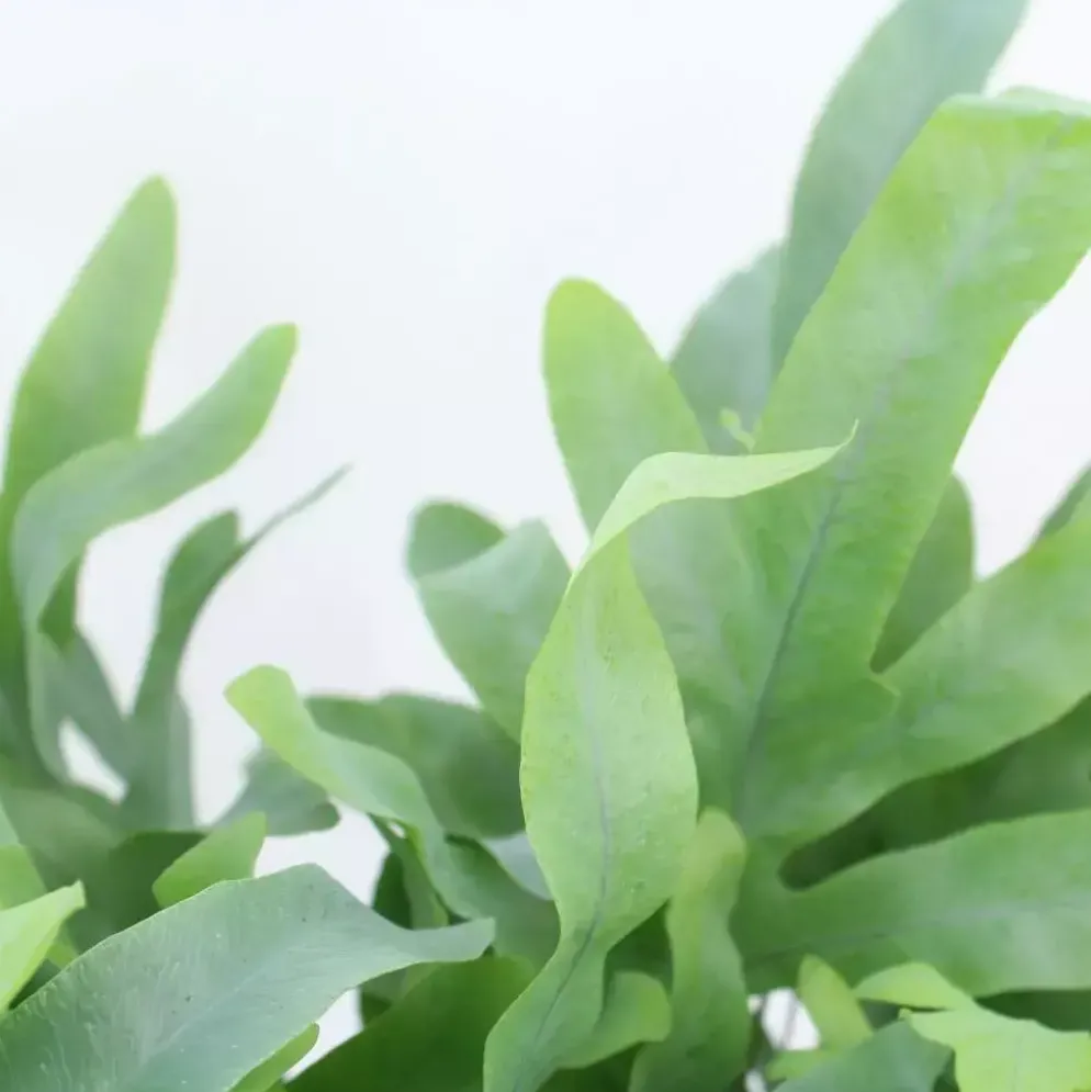 Air So Pure Phlebodium blue star (Blauwvaren) 45 cm
