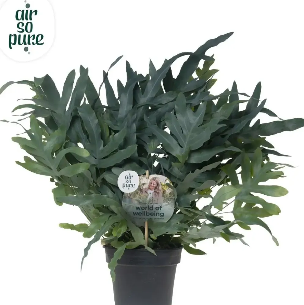 Air So Pure Phlebodium blue star (Blauwvaren) 50 cm