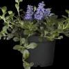 Ajuga reptans 'Atropurpurea' (Kruipend zenegroen)