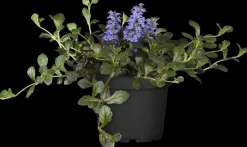 Ajuga reptans 'Atropurpurea' (Kruipend zenegroen)