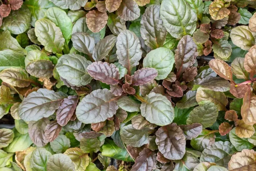 Ajuga reptans 'Atropurpurea' (Kruipend zenegroen)
