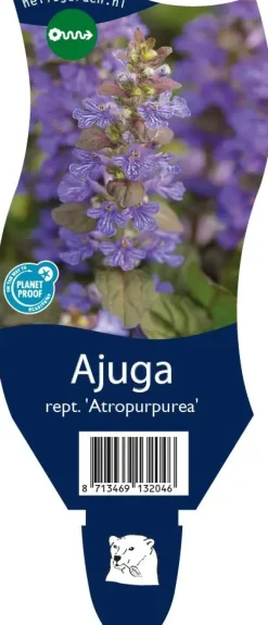 Ajuga reptans 'Atropurpurea' (Kruipend zenegroen)