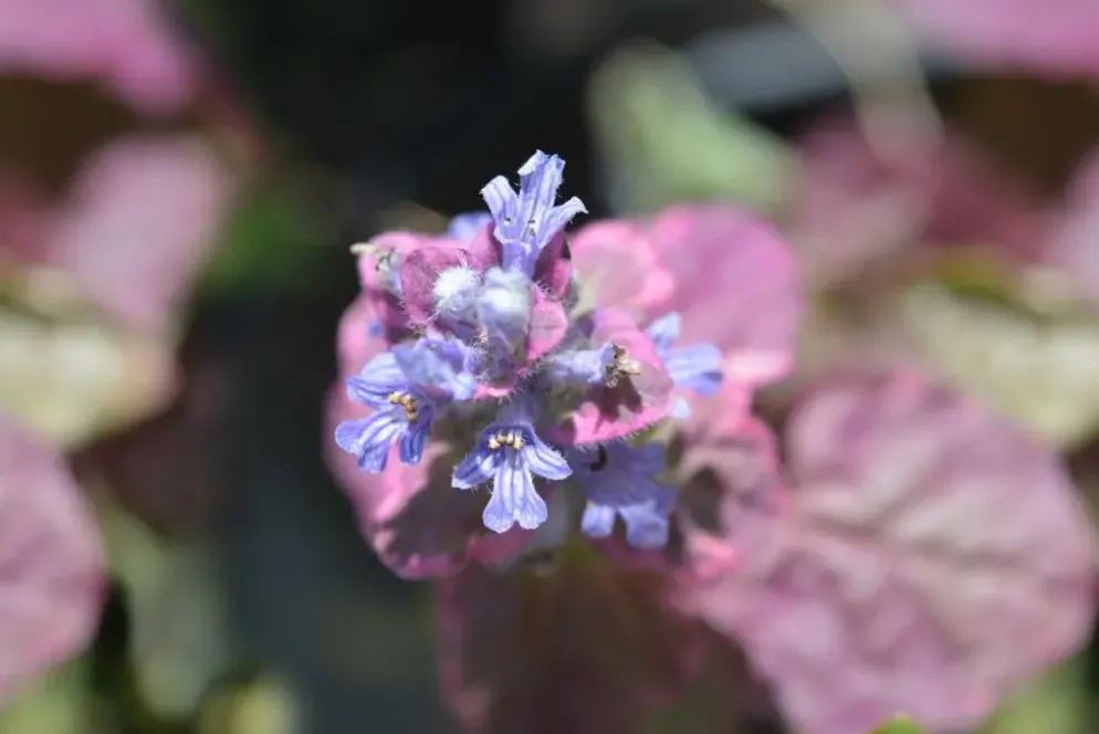 Ajuga reptans 'Atropurpurea' (Kruipend zenegroen)