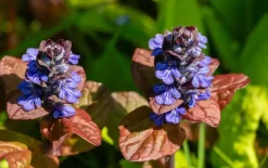Ajuga reptans 'Atropurpurea' (Kruipend zenegroen)