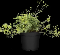 Alchemilla erythropoda (Vrouwenmantel)