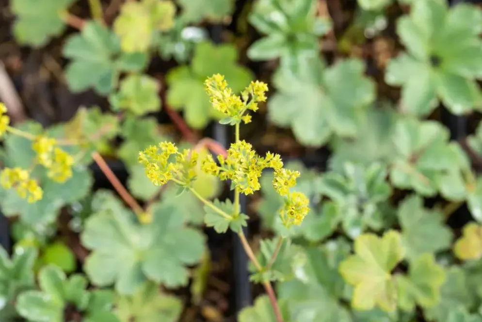 Alchemilla erythropoda (Vrouwenmantel)
