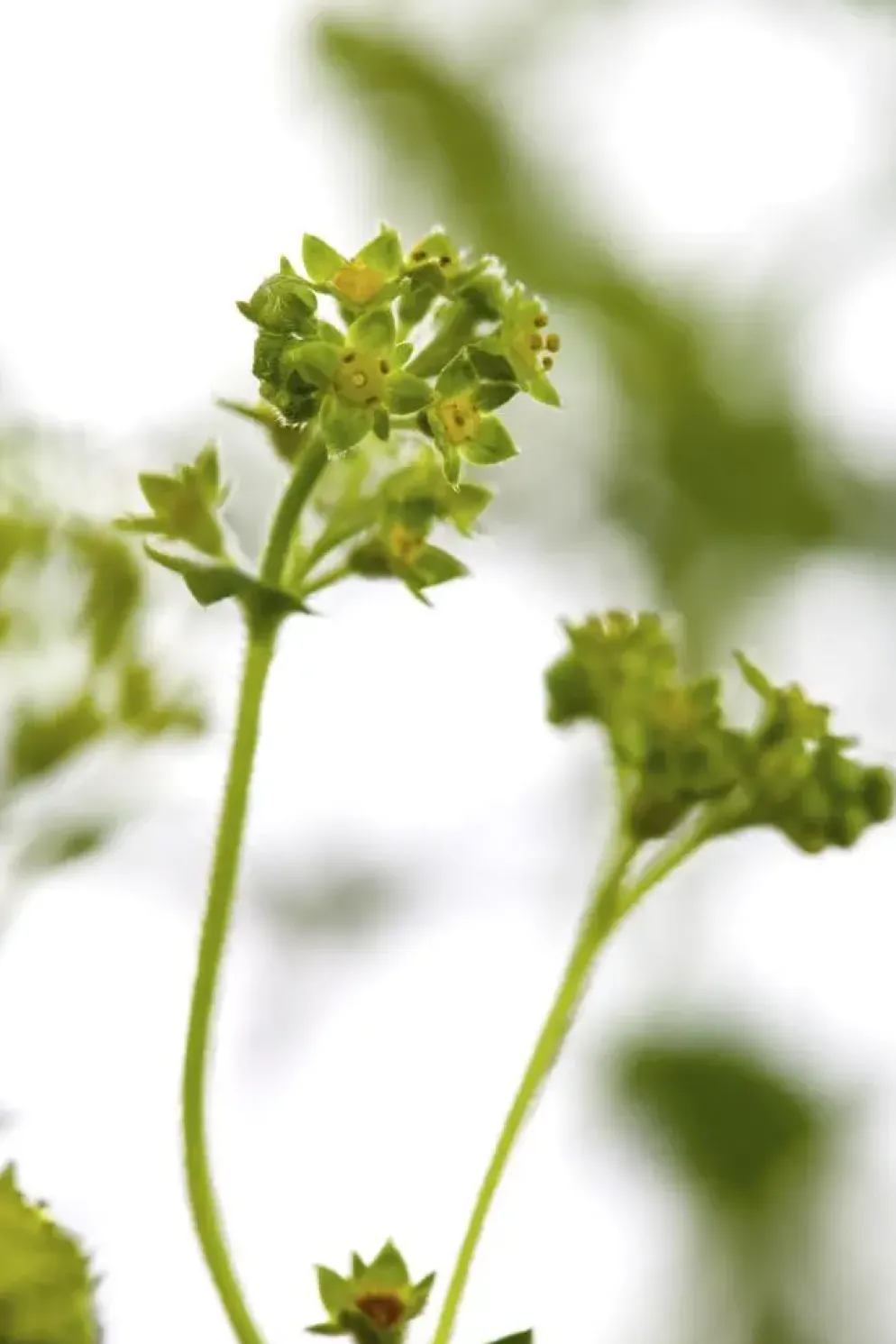 Alchemilla erythropoda (Vrouwenmantel)