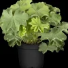 Alchemilla mollis (Vrouwenmantel)