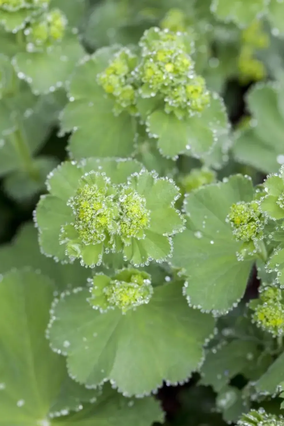 Alchemilla mollis (Vrouwenmantel)