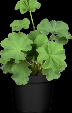 Alchemilla mollis (Vrouwenmantel)