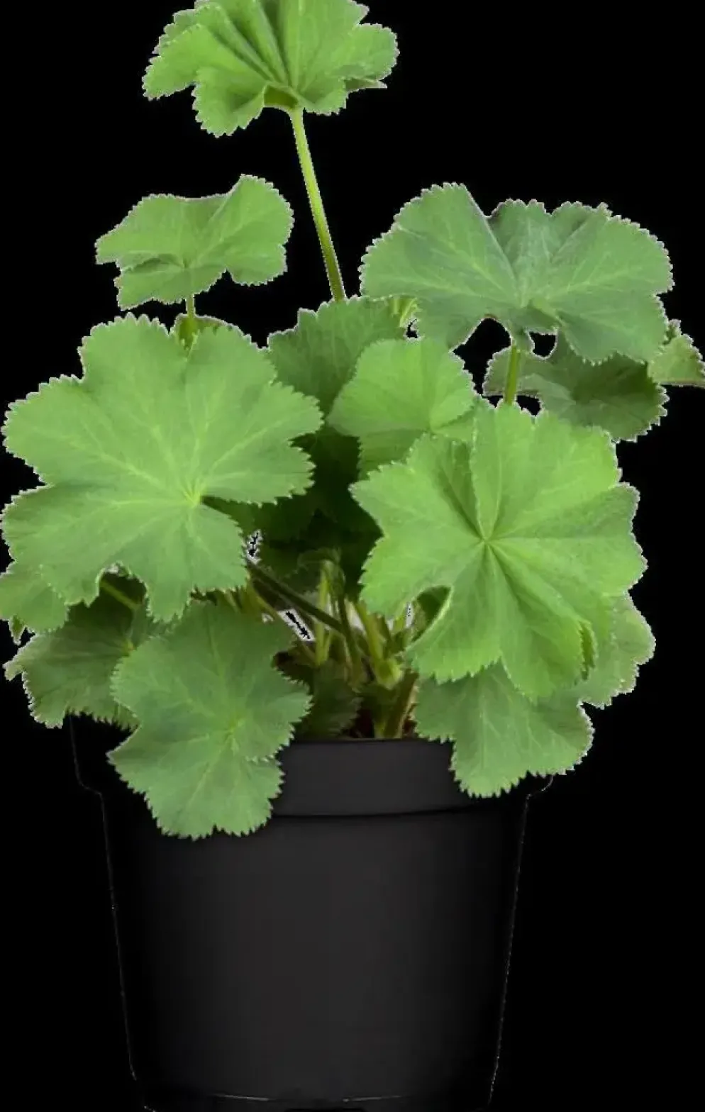 Alchemilla mollis (Vrouwenmantel)
