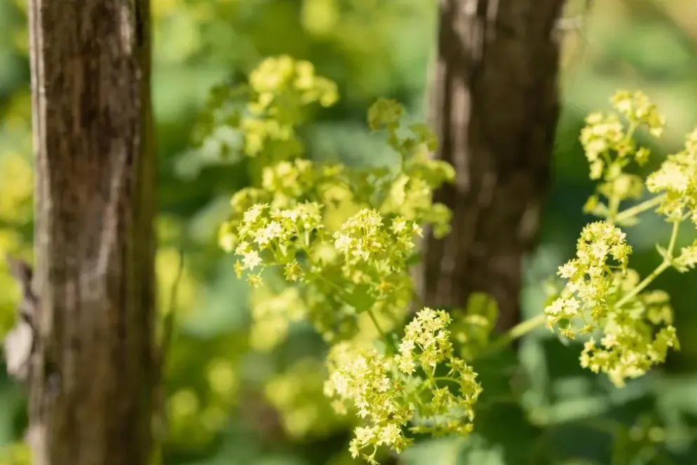 Alchemilla mollis (Vrouwenmantel)