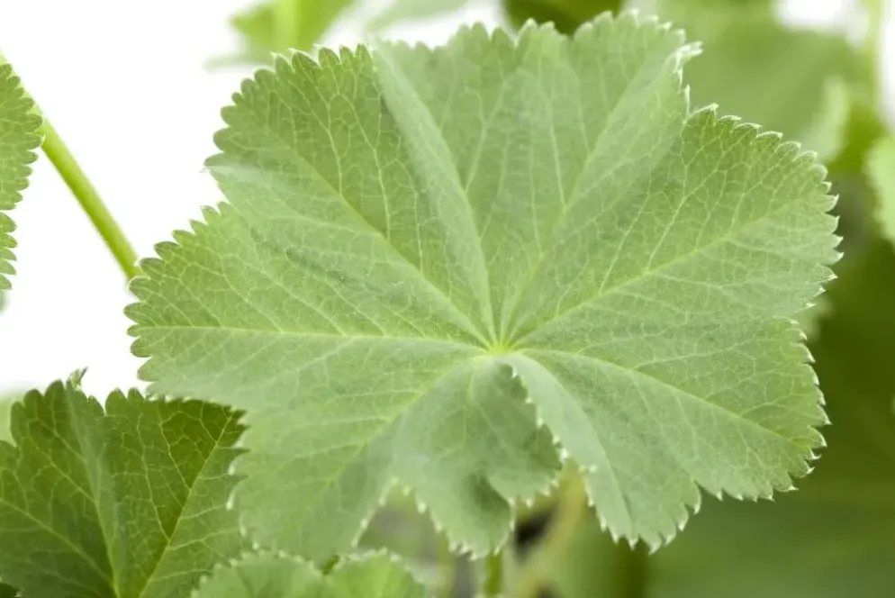 Alchemilla mollis (Vrouwenmantel)