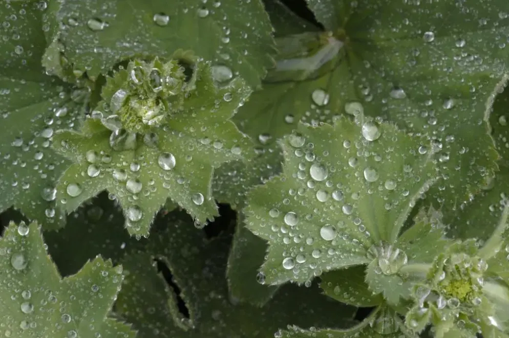 Alchemilla mollis (Vrouwenmantel)