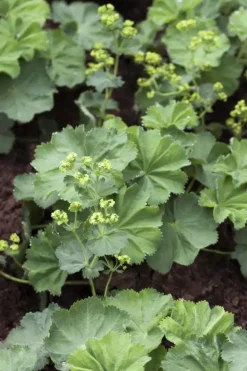 Alchemilla mollis (Vrouwenmantel)