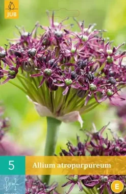 Allium atropurpureum 5 allium bollen