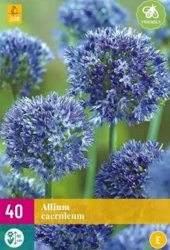 Allium caeruleum 40 bloembollen