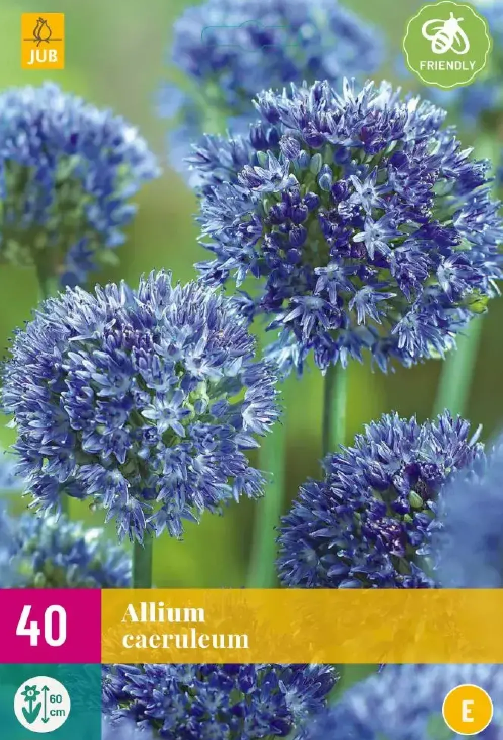Allium caeruleum 40 bloembollen