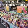 Allium Cameleon 10 allium bollen