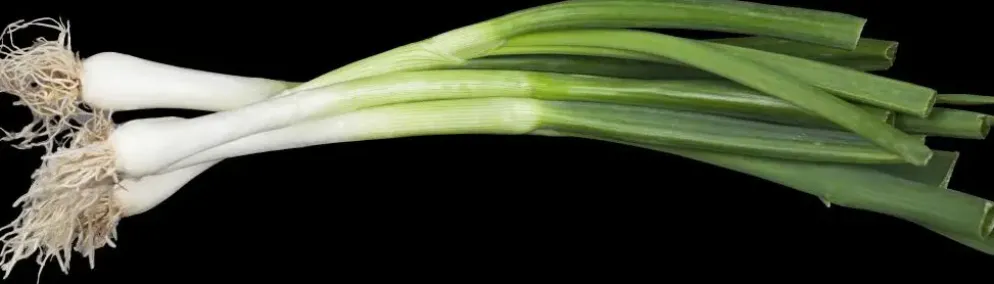 Allium fistulosum (Grove bieslook)