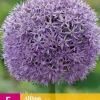 Allium Gladiator 5 allium bollen
