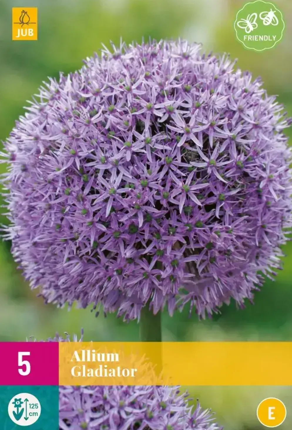 Allium Gladiator 5 allium bollen
