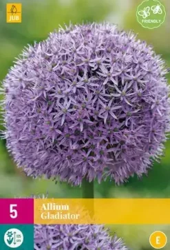 Allium Gladiator 5 allium bollen
