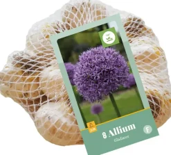 Allium gladiator 8st