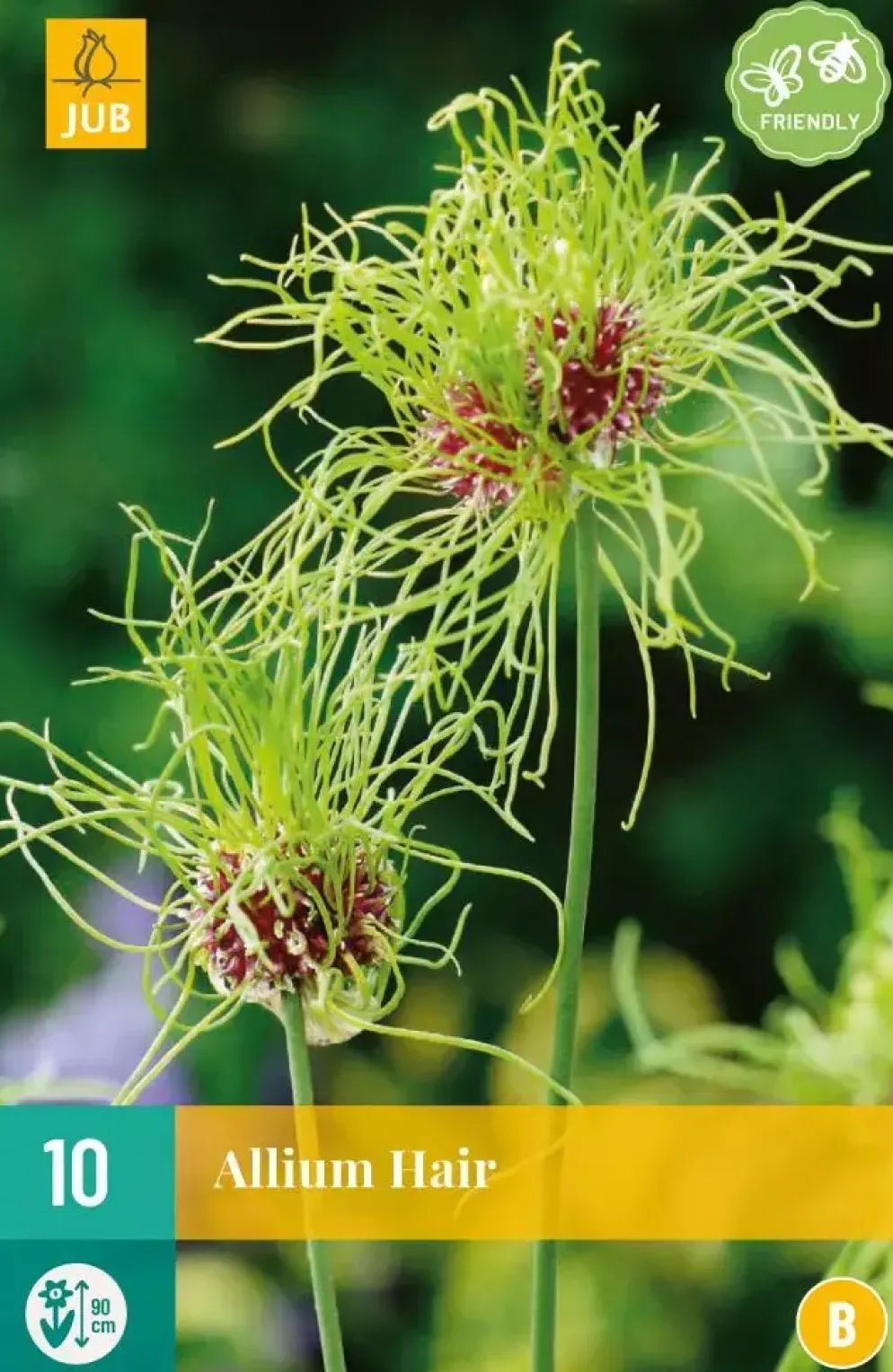 Allium Hair 10 allium bollen