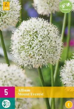 Allium Mount Everest 3 allium bollen