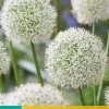 Allium Mount Everest 1 allium bollen