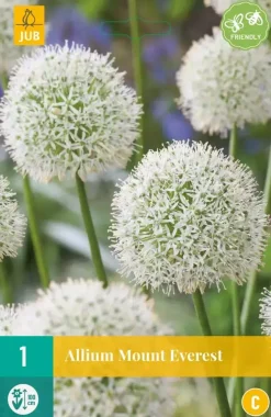 Allium Mount Everest 1 allium bollen