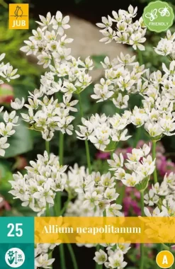 Allium neapolitanum 25 allium bollen