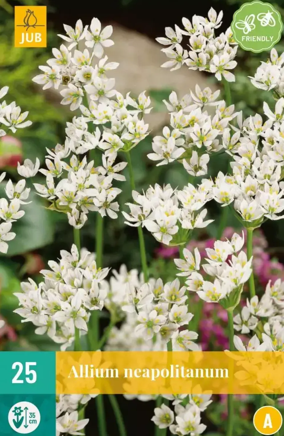 Allium neapolitanum 25 allium bollen