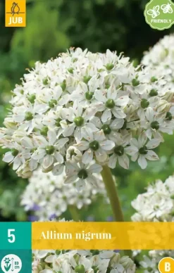 Allium nigrum 5st